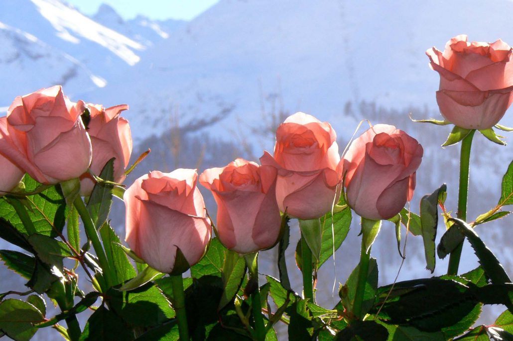 Val d'Isere flowers
